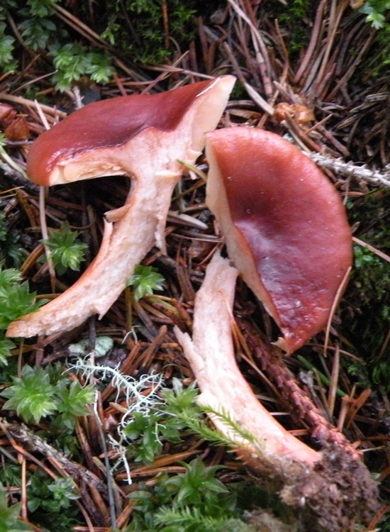 Clitocybe sinopica?